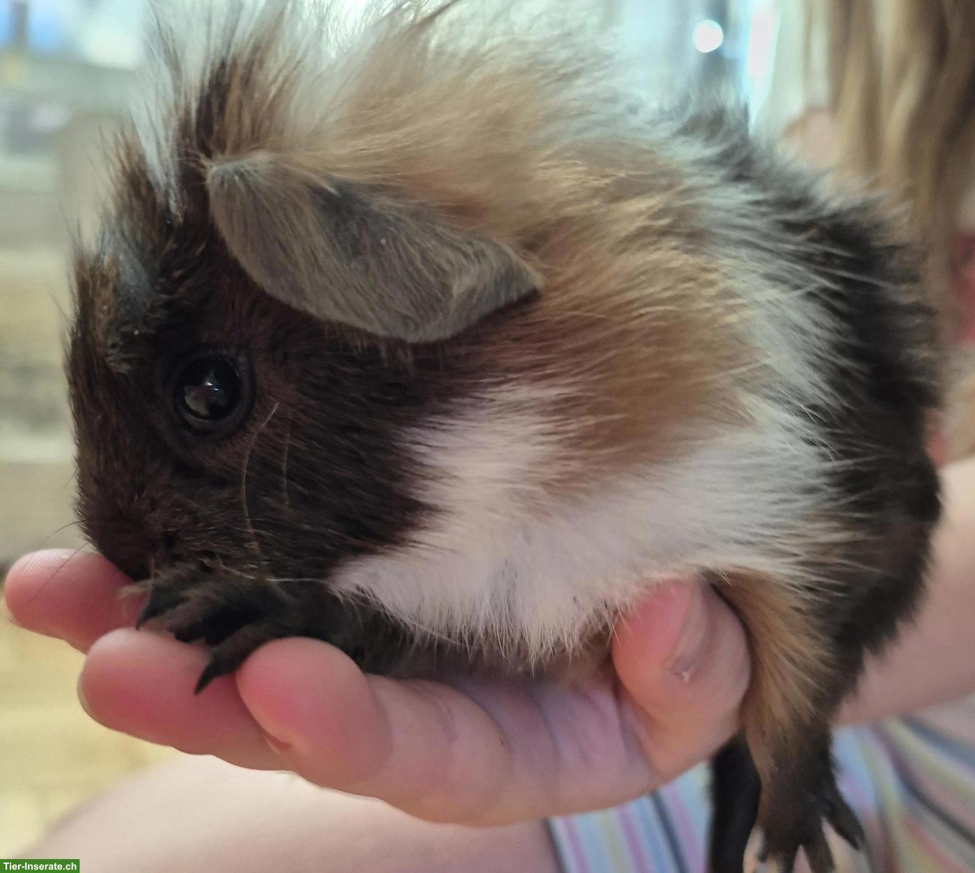 Bild 2: Junges Meerschweinchen Männchen, kastriert