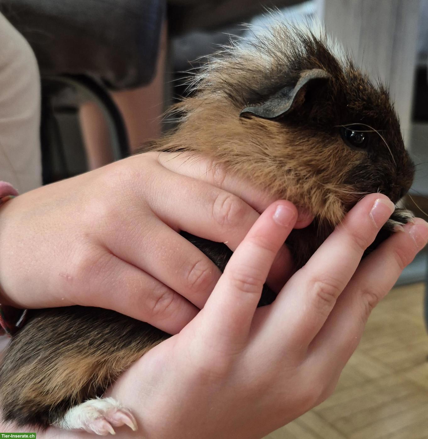 Bild 3: Junges Meerschweinchen Männchen, kastriert