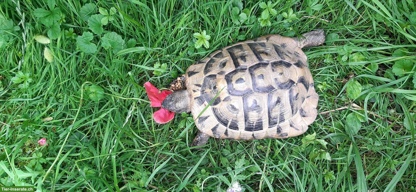 Griechische Landschildkröte, 26-jährig, männlich