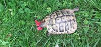 Griechische Landschildkröte, 26-jährig, männlich
