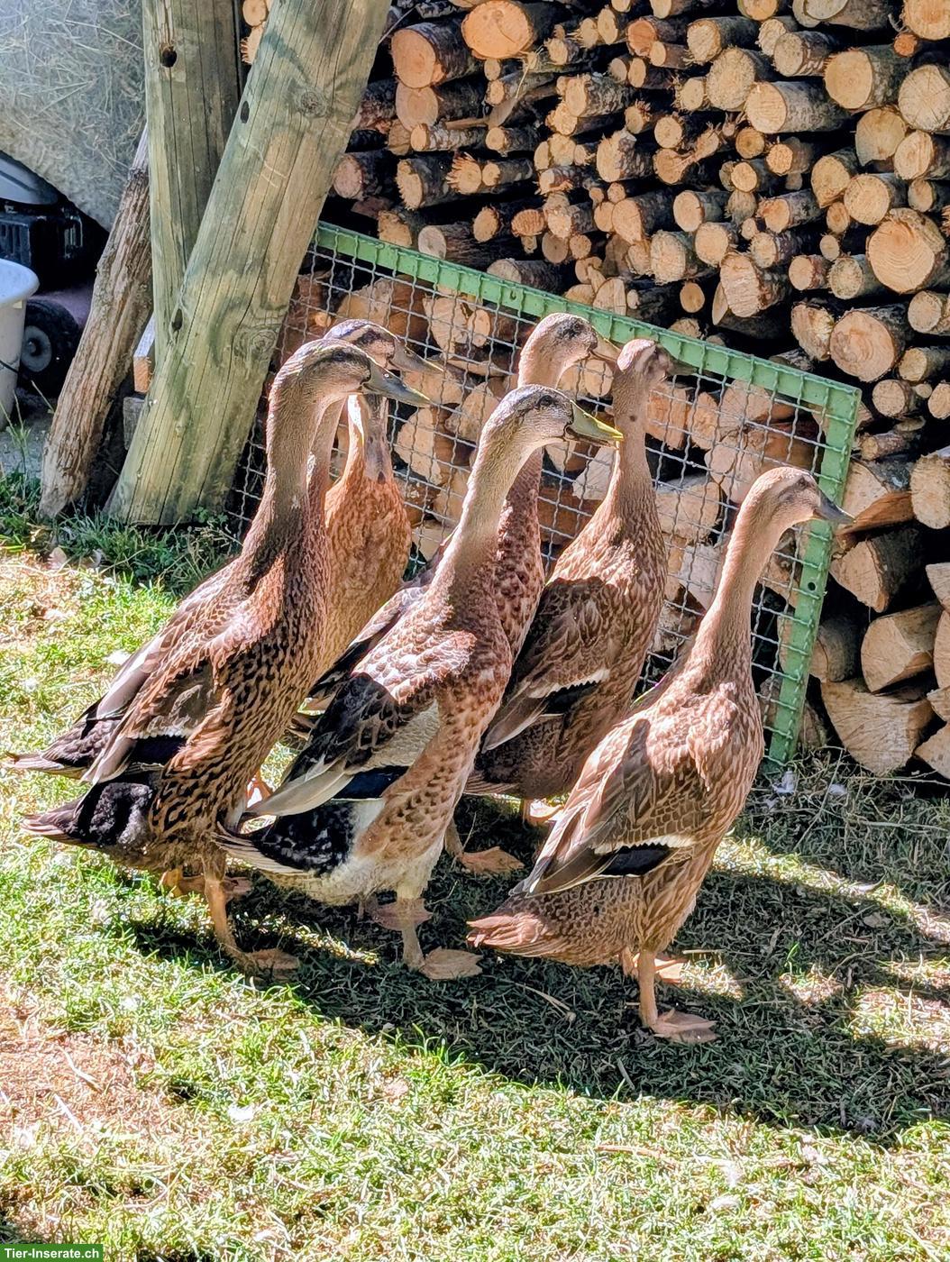 Schöne Laufenten in Naturfarbe