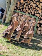 Schöne Laufenten in Naturfarbe