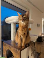Somali Kitten mit FFH Stammbaum | Wurfankündigung