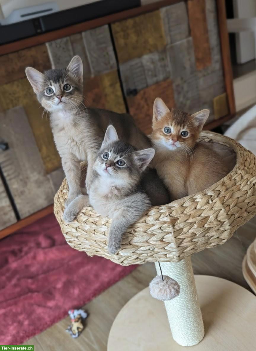 Bild 2: Somali Kitten mit FFH Stammbaum | Wurfankündigung