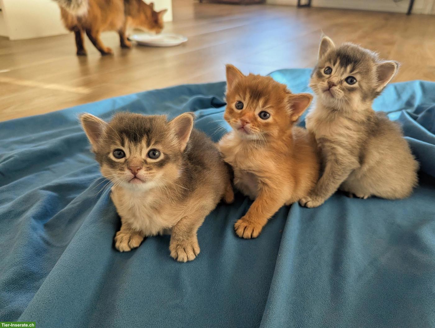 Bild 3: Somali Kitten mit FFH Stammbaum | Wurfankündigung