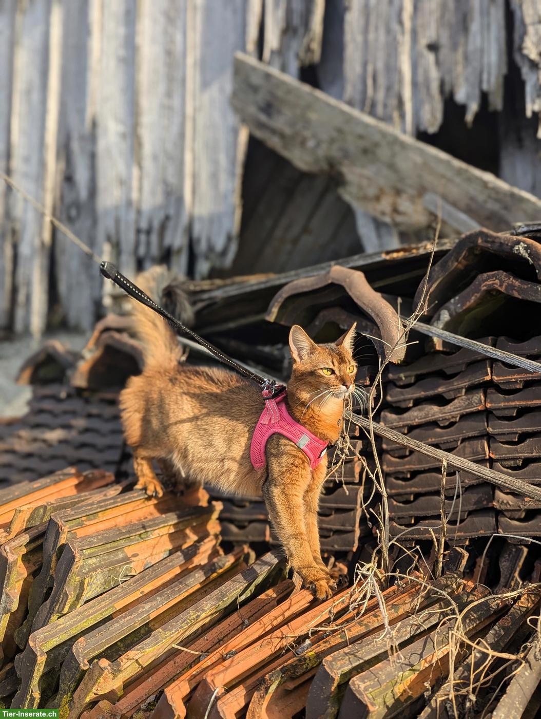 Bild 4: Somali Kitten mit FFH Stammbaum | Wurfankündigung