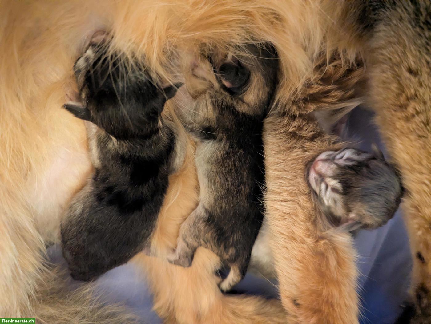 Bild 5: Somali Kitten mit FFH Stammbaum