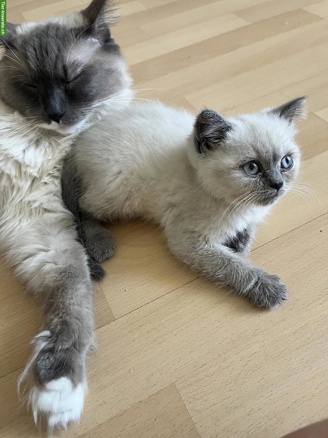 BKH Kitten Blue Point