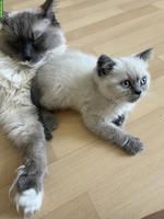 BKH Kitten Blue Point