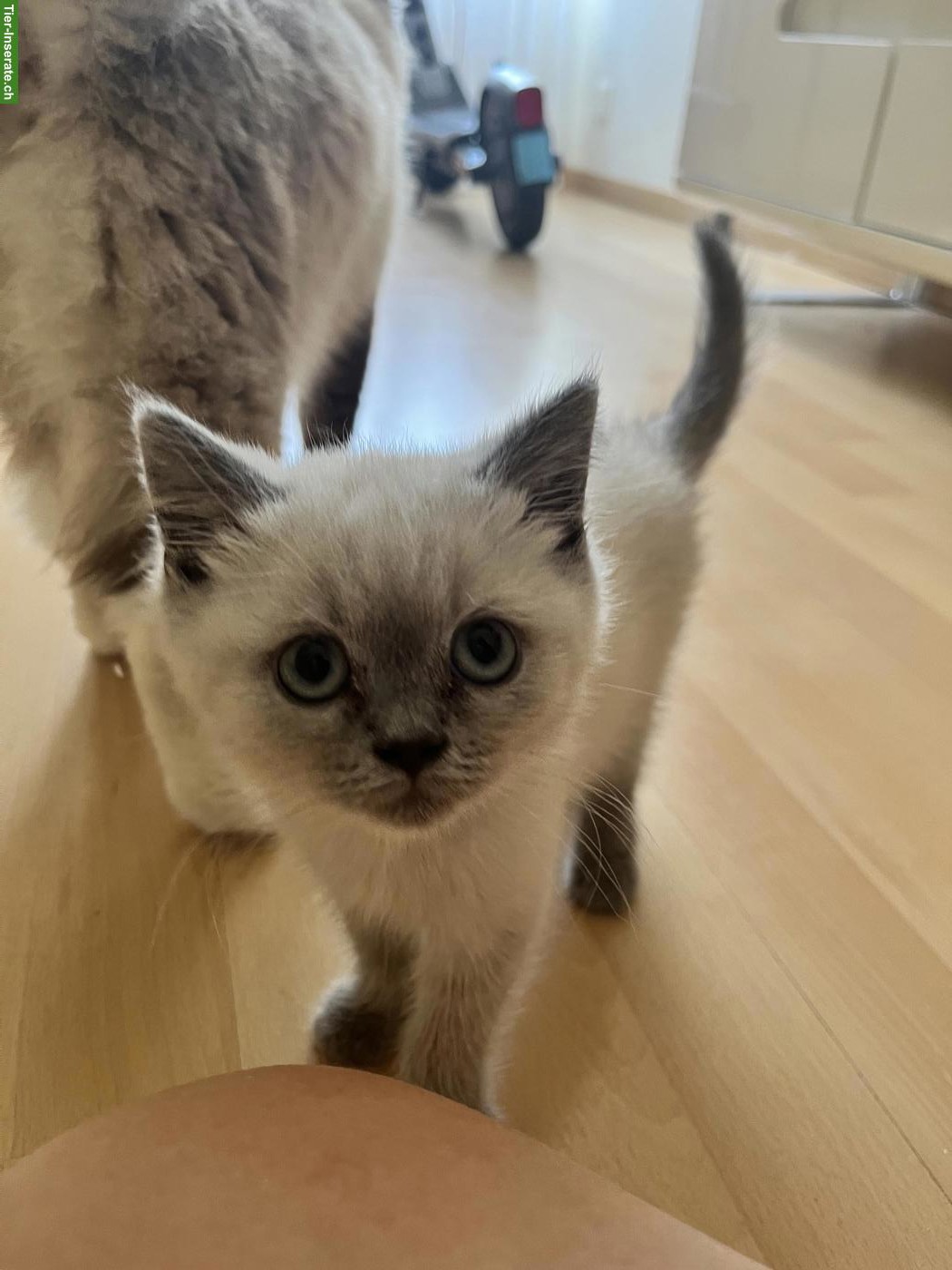 Bild 2: BKH Kitten Blue Point