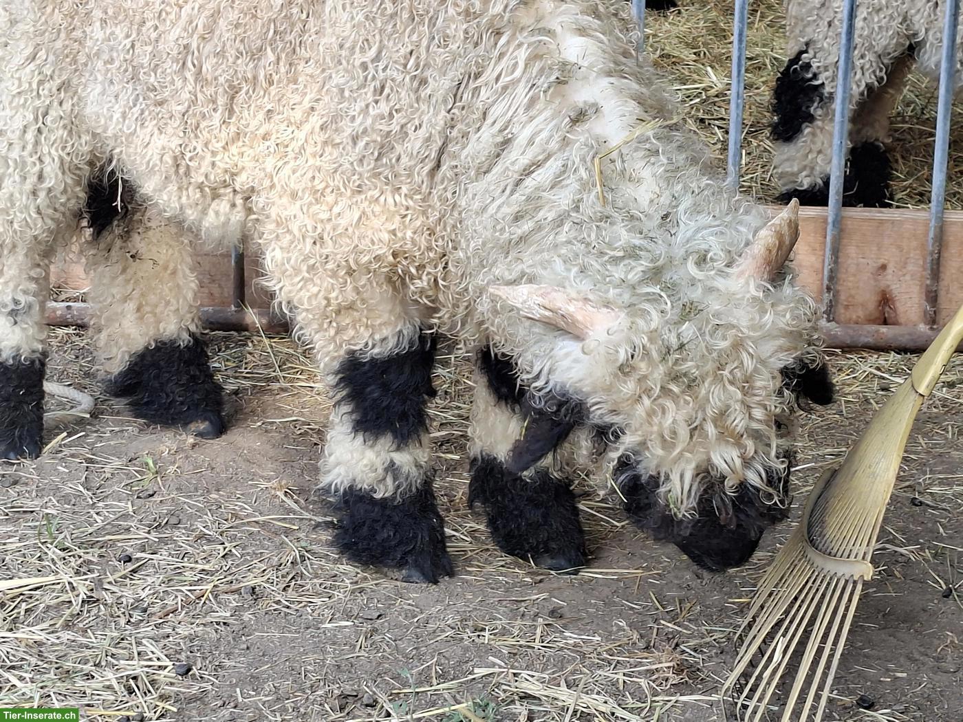 Bild 3: Walliser Schwarznasenschaf Widderlamm
