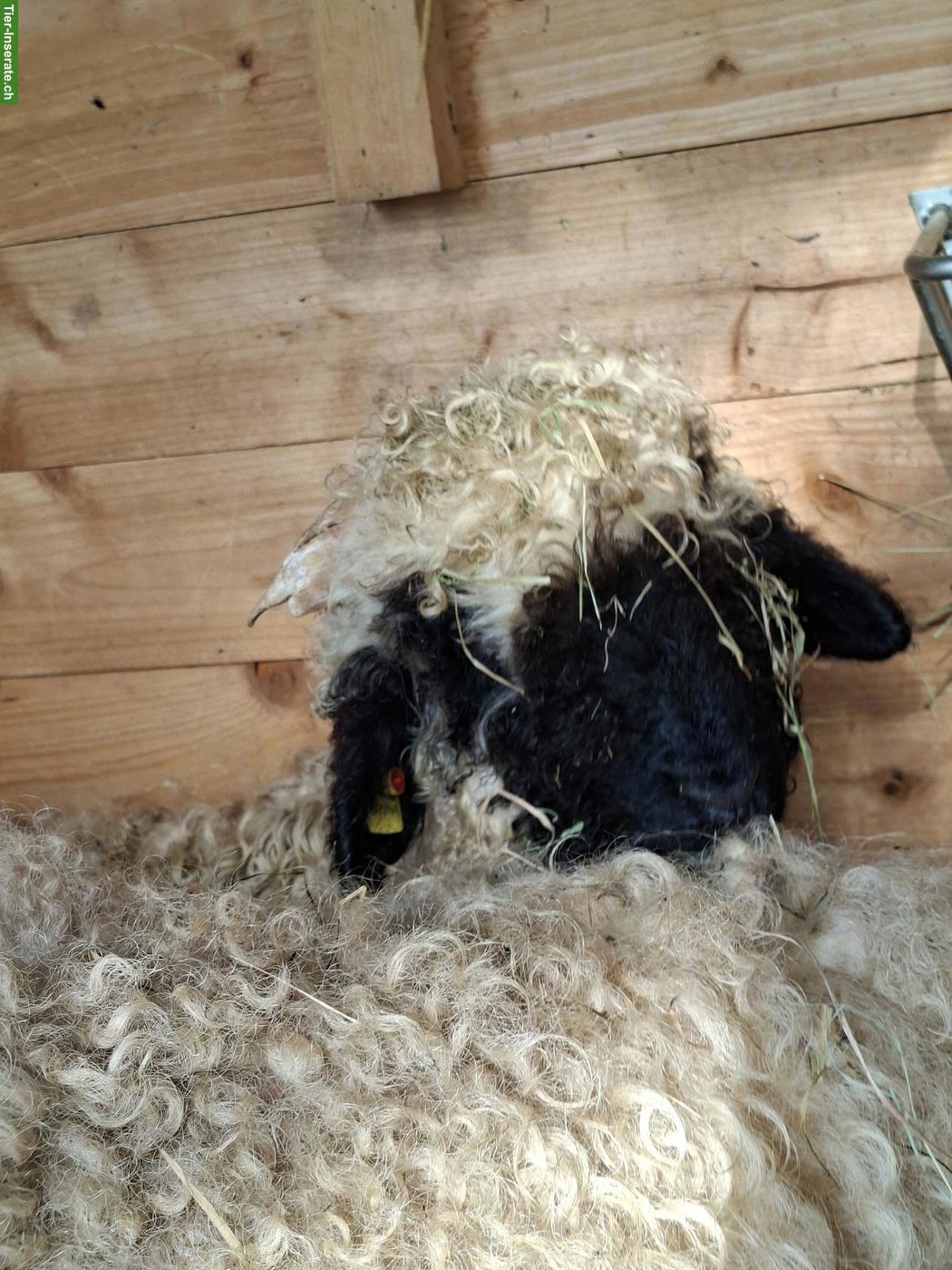 Bild 5: Walliser Schwarznasenschaf Widderlamm