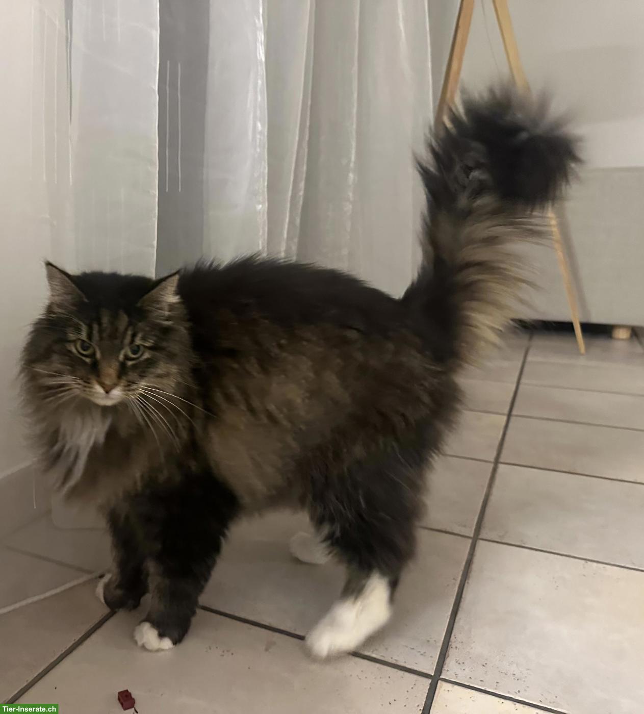 Wunderschöne Norwegische Waldkatze, 14-jährig