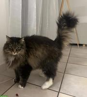 Wunderschöne Norwegische Waldkatze, 14-jährig