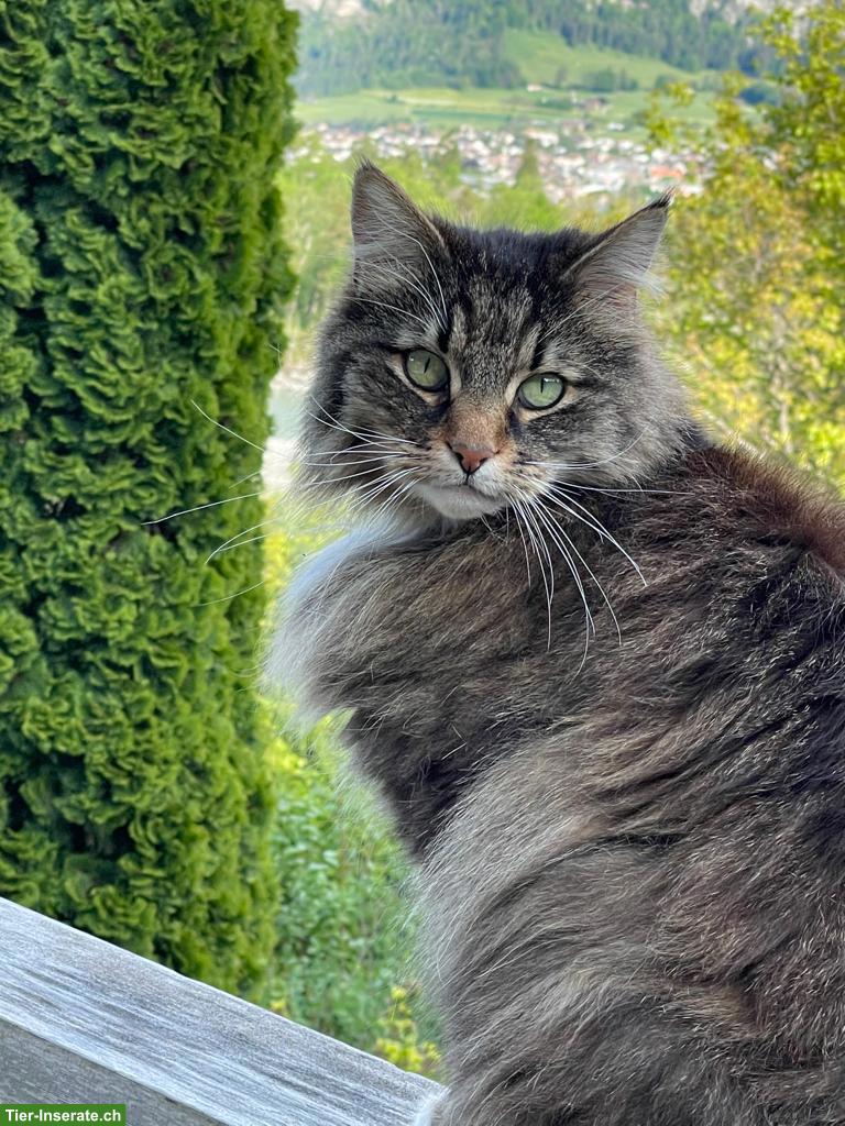 Bild 2: Wunderschöne Norwegische Waldkatze, 14-jährig