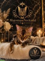 Bengal Deckkater, reinrassig