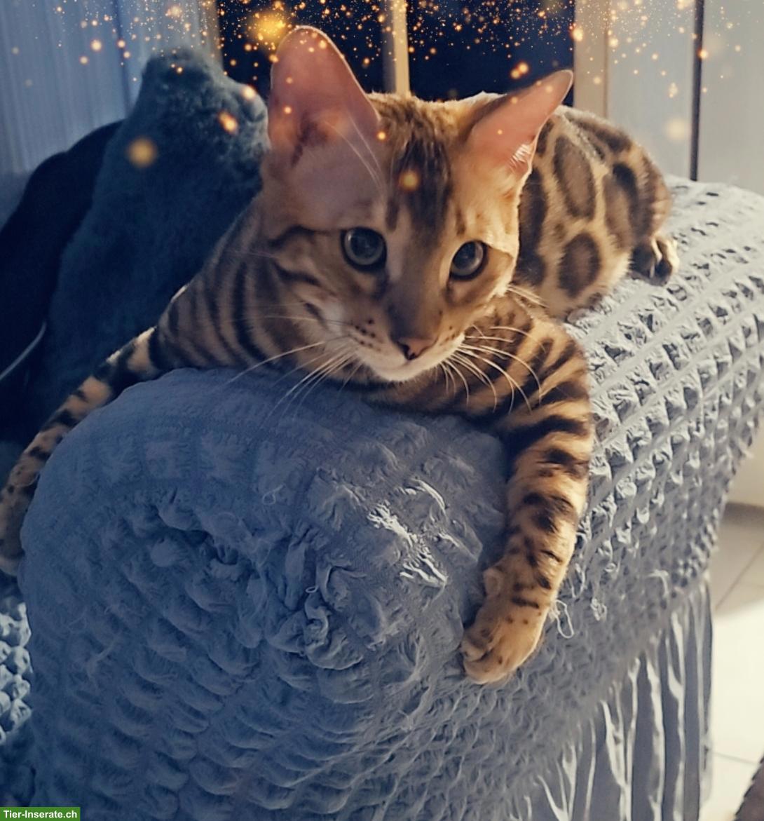 Bild 10: Bengal Deckkater, reinrassig