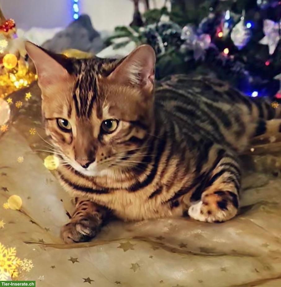 Bild 2: Bengal Deckkater, reinrassig