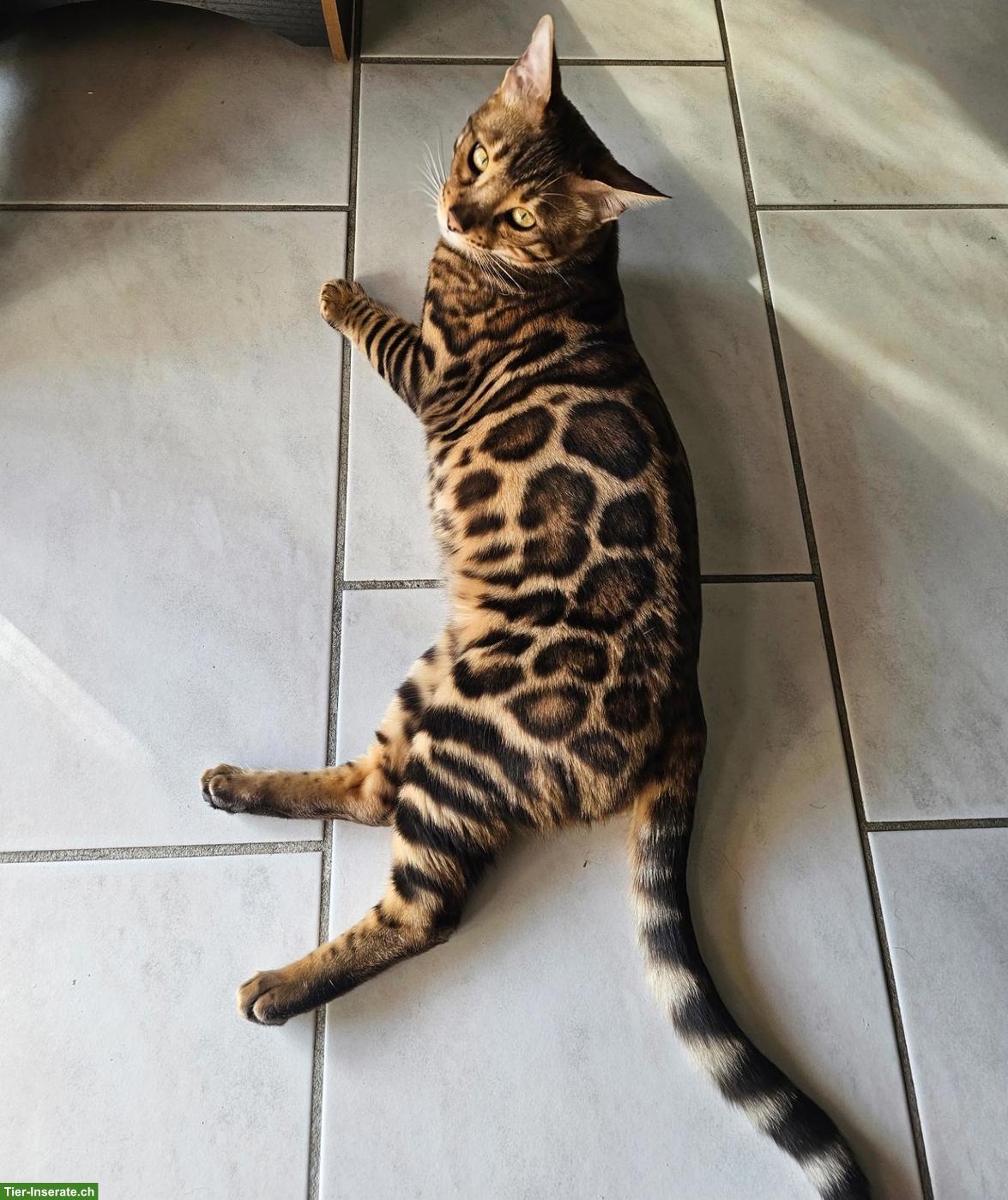 Bild 3: Bengal Deckkater, reinrassig