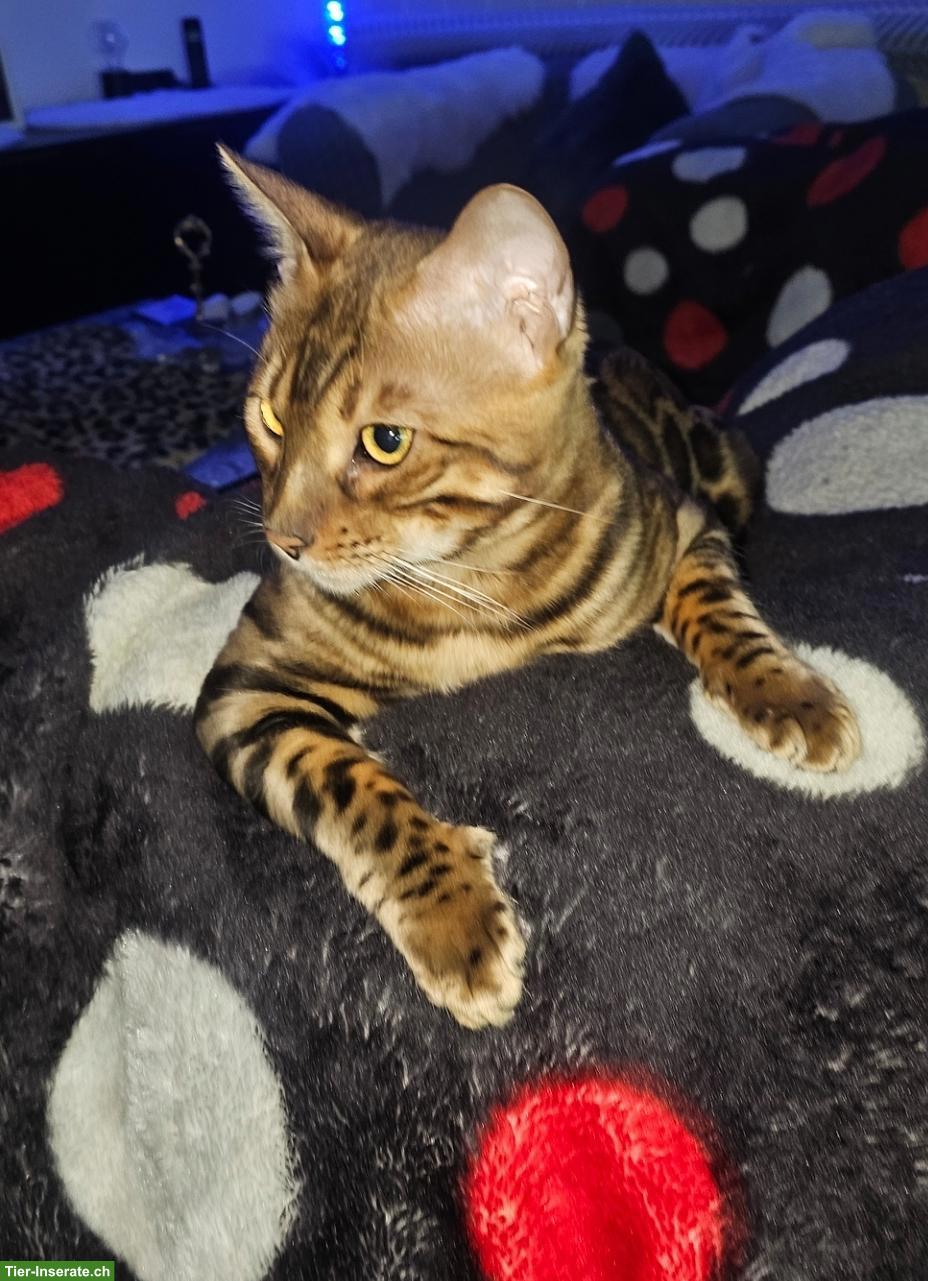 Bild 4: Bengal Deckkater, reinrassig