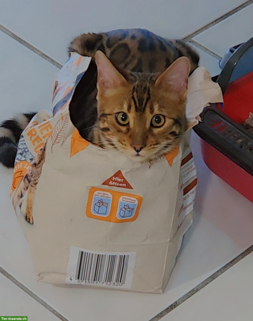 Bild 5: Bengal Deckkater, reinrassig