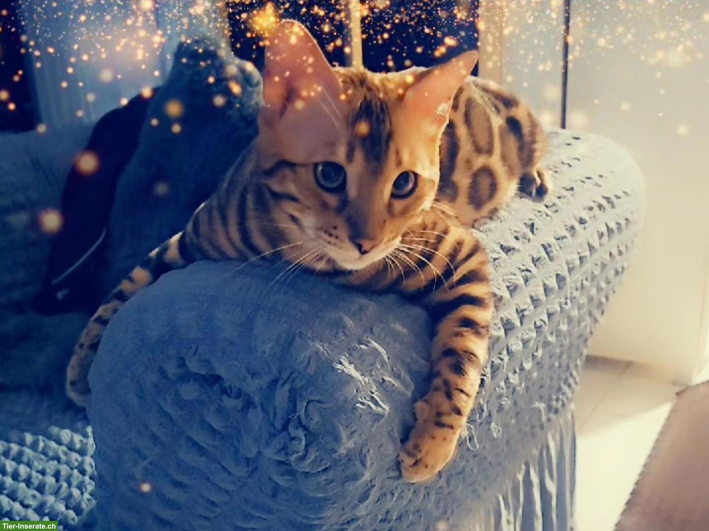 Bild 6: Bengal Deckkater, reinrassig