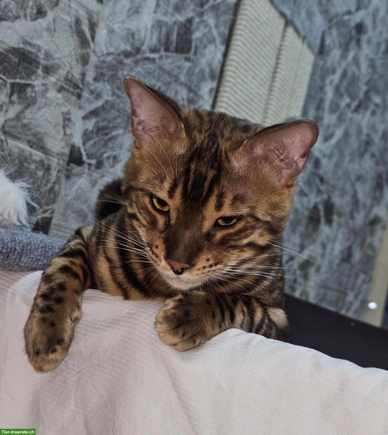 Bild 7: Bengal Deckkater, reinrassig