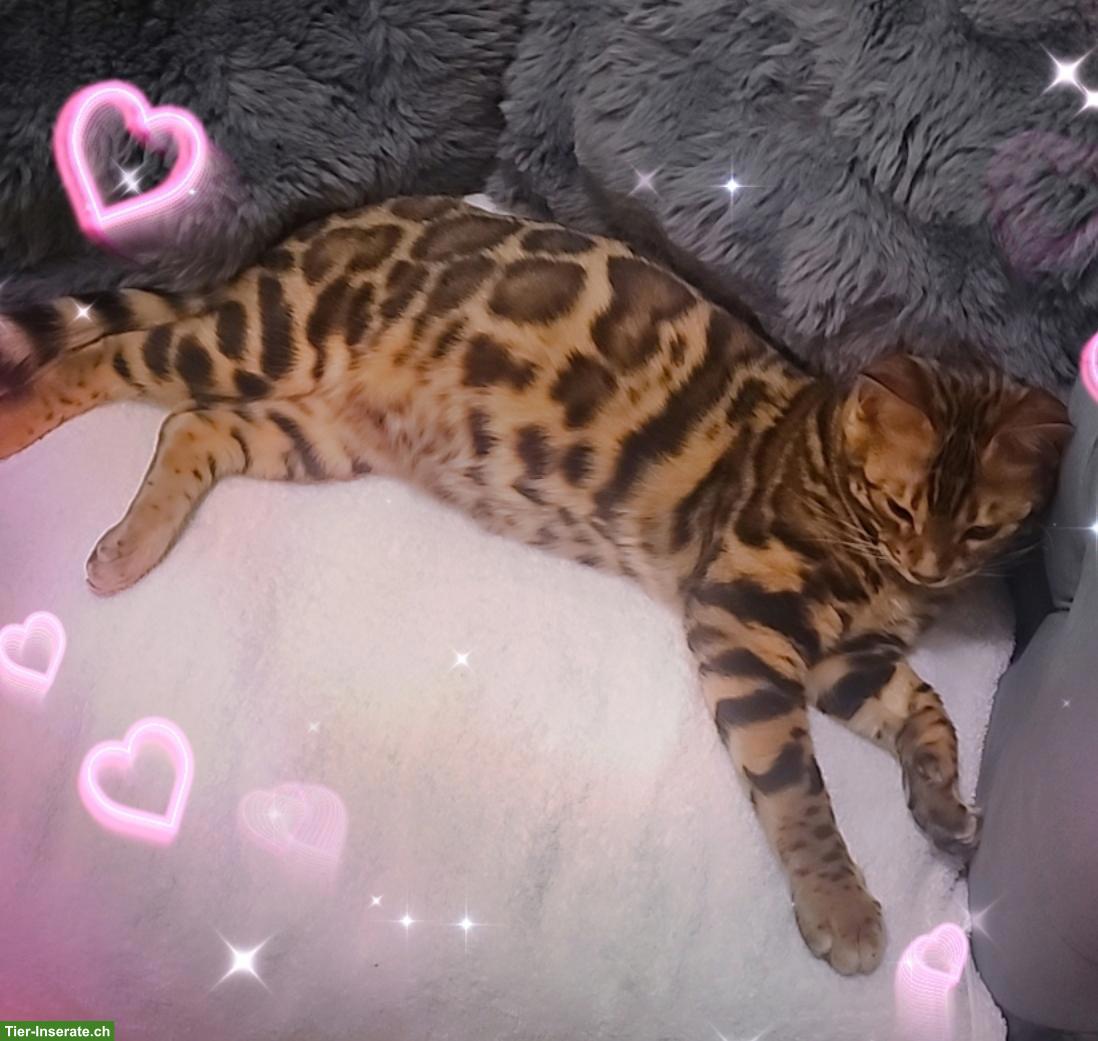 Bild 8: Bengal Deckkater, reinrassig