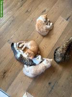 4 süsse und anhängliche Kitten