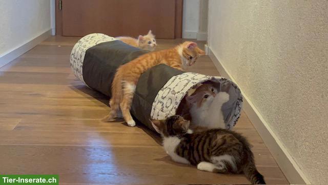 Bild 2: 4 süsse und anhängliche Kitten