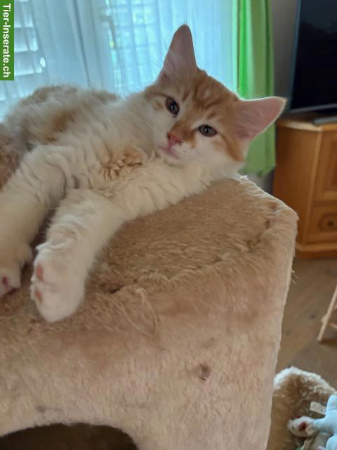 Bild 6: 4 süsse und anhängliche Kitten