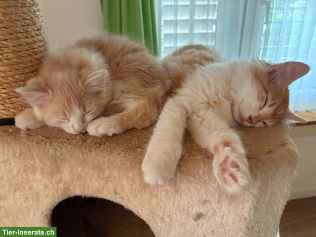 Bild 8: 4 süsse und anhängliche Kitten