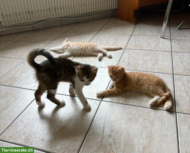 Bild 9: 4 süsse und anhängliche Kitten