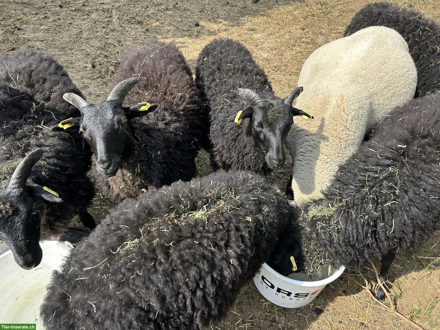 Bild 3: Heidschnucken Lämmer zu verkaufen