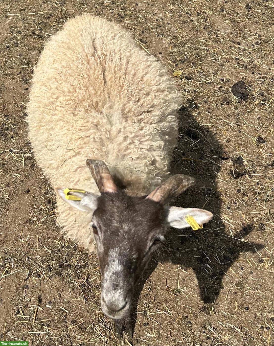 Bild 4: Heidschnucken Lämmer zu verkaufen