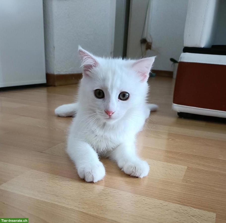 Verschmuster kleiner weisser Kater sucht sein Für-immer-Zuhause