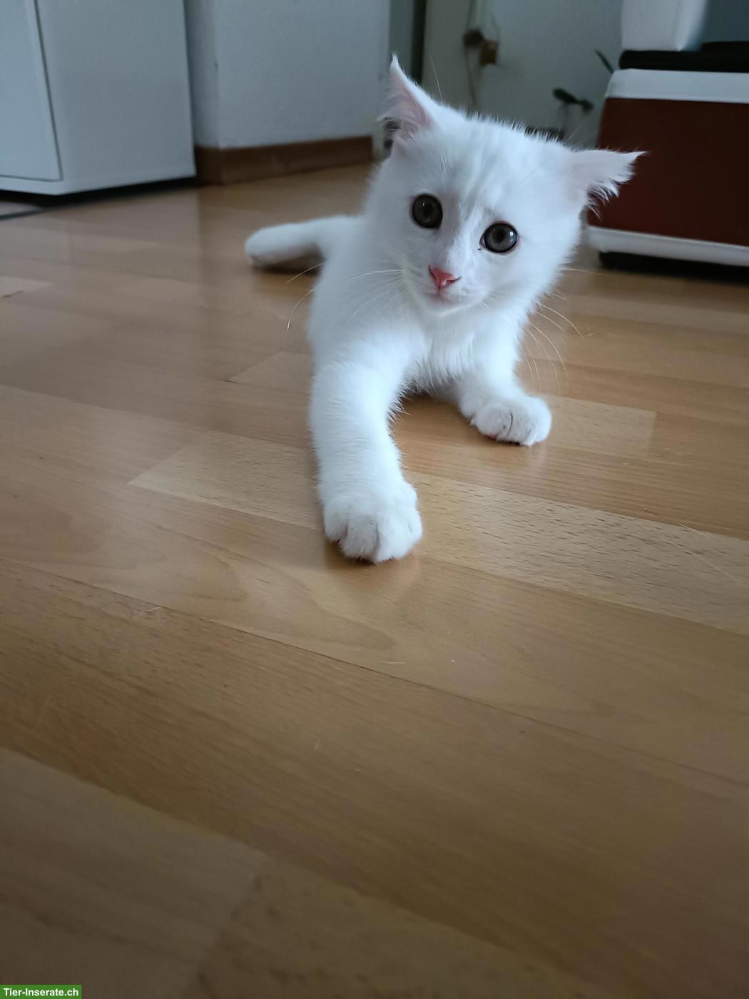 Bild 2: Verschmuster kleiner weisser Kater sucht sein Für-immer-Zuhause