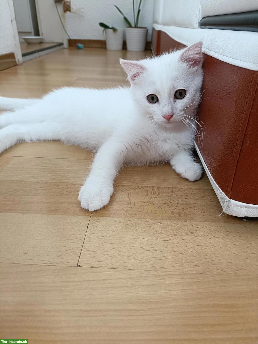 Bild 3: Verschmuster kleiner weisser Kater sucht sein Für-immer-Zuhause