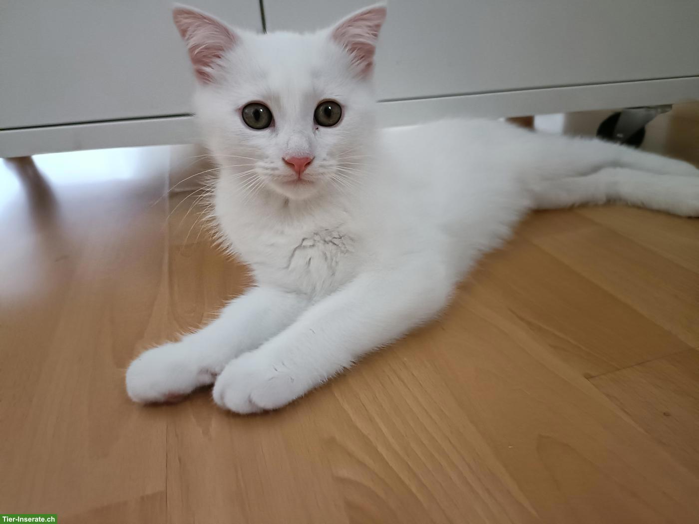 Bild 4: Verschmuster kleiner weisser Kater sucht sein Für-immer-Zuhause