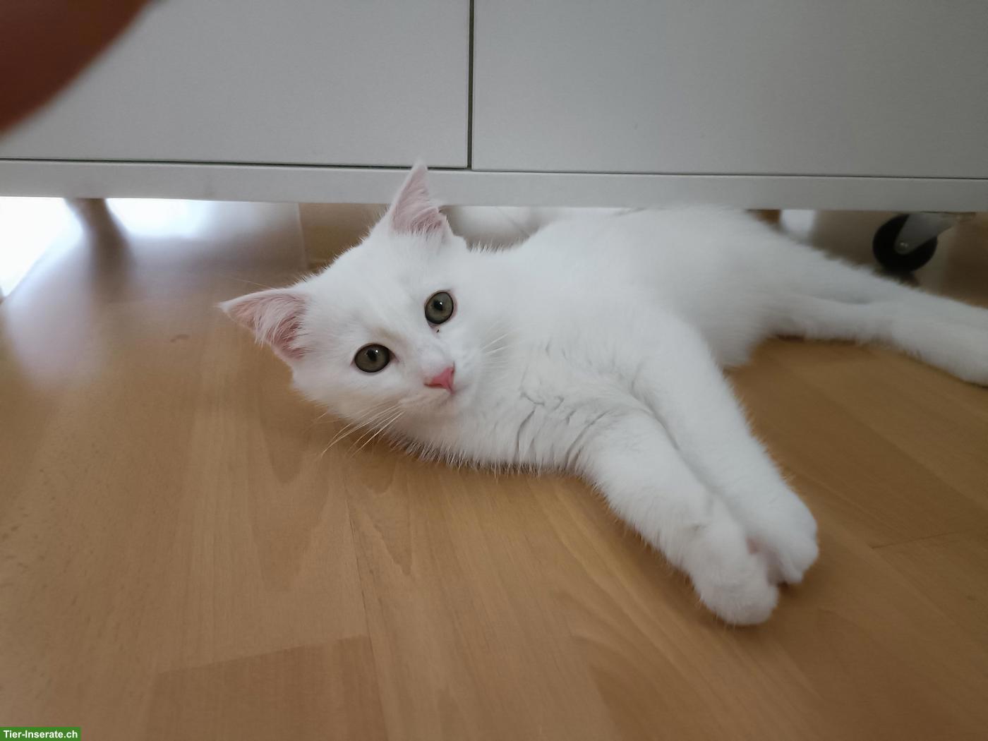 Bild 5: Verschmuster kleiner weisser Kater sucht sein Für-immer-Zuhause