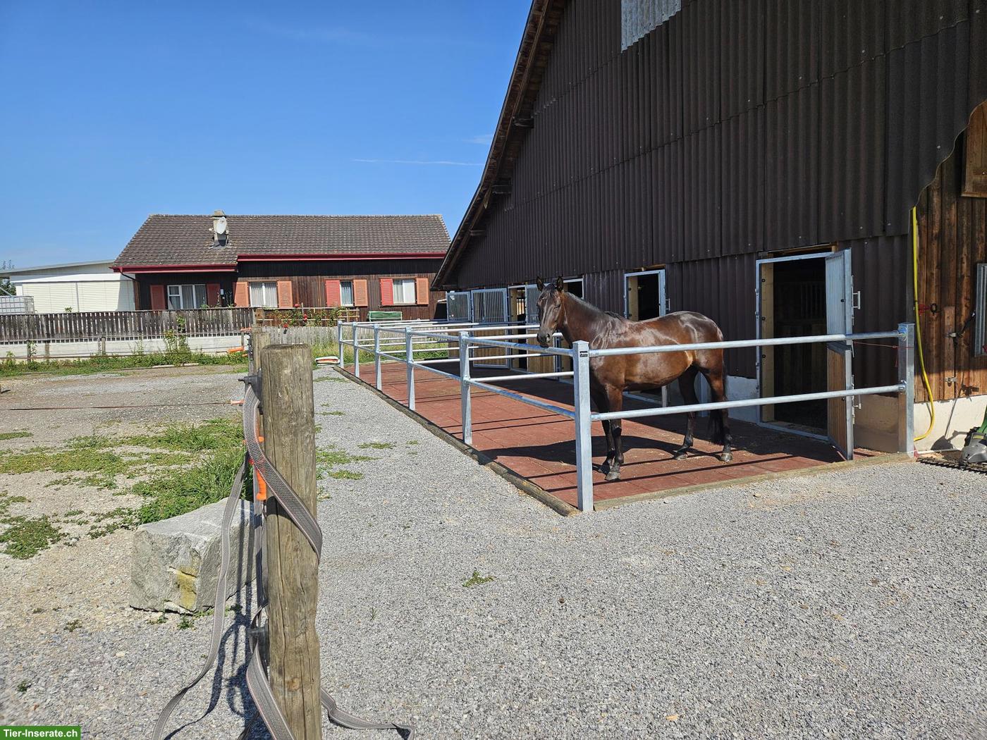 Neu! Auslaufboxen zu vermieten in St. Pelagiberg TG