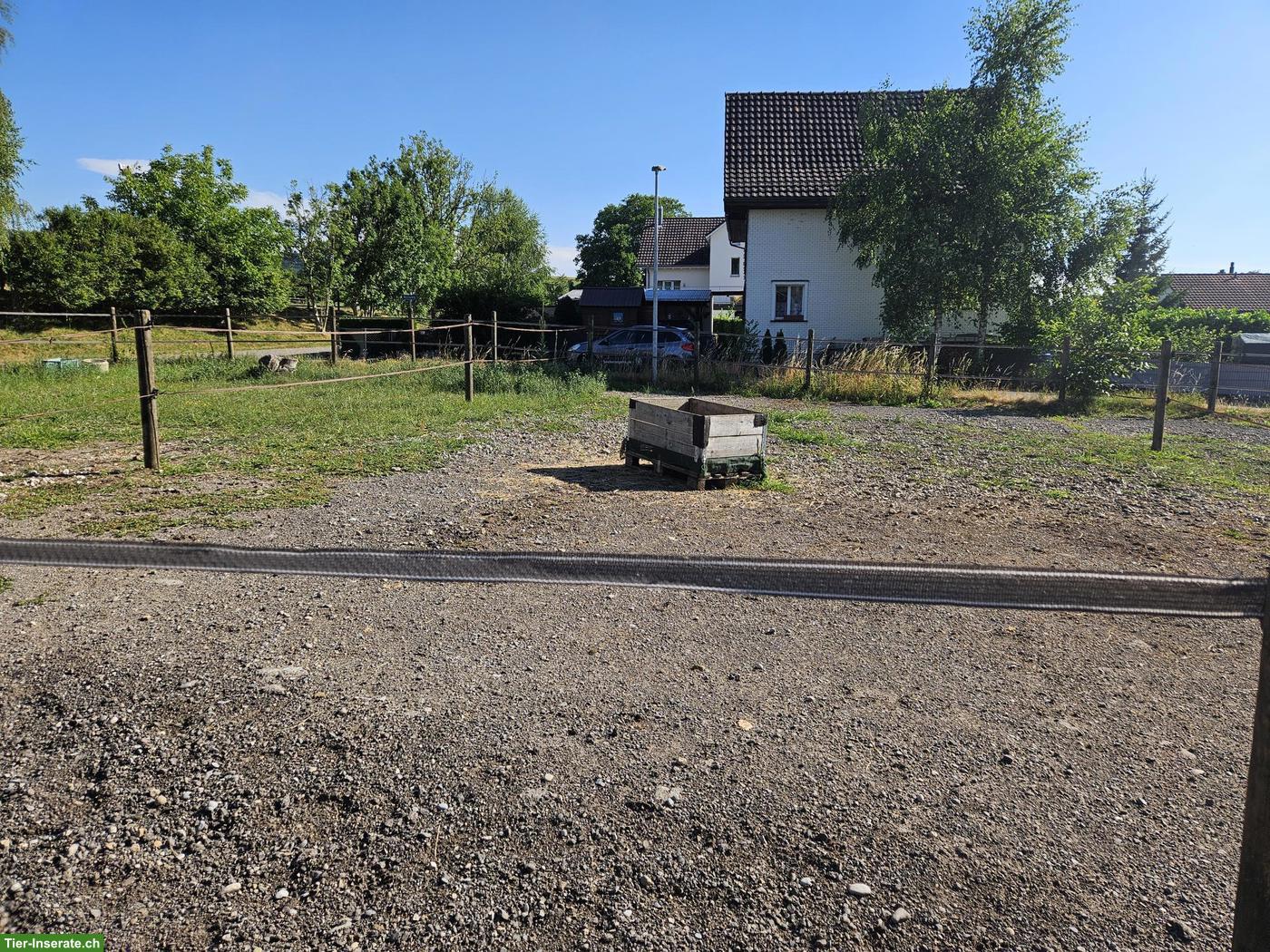 Bild 3: Neu! Auslaufboxen zu vermieten in St. Pelagiberg TG