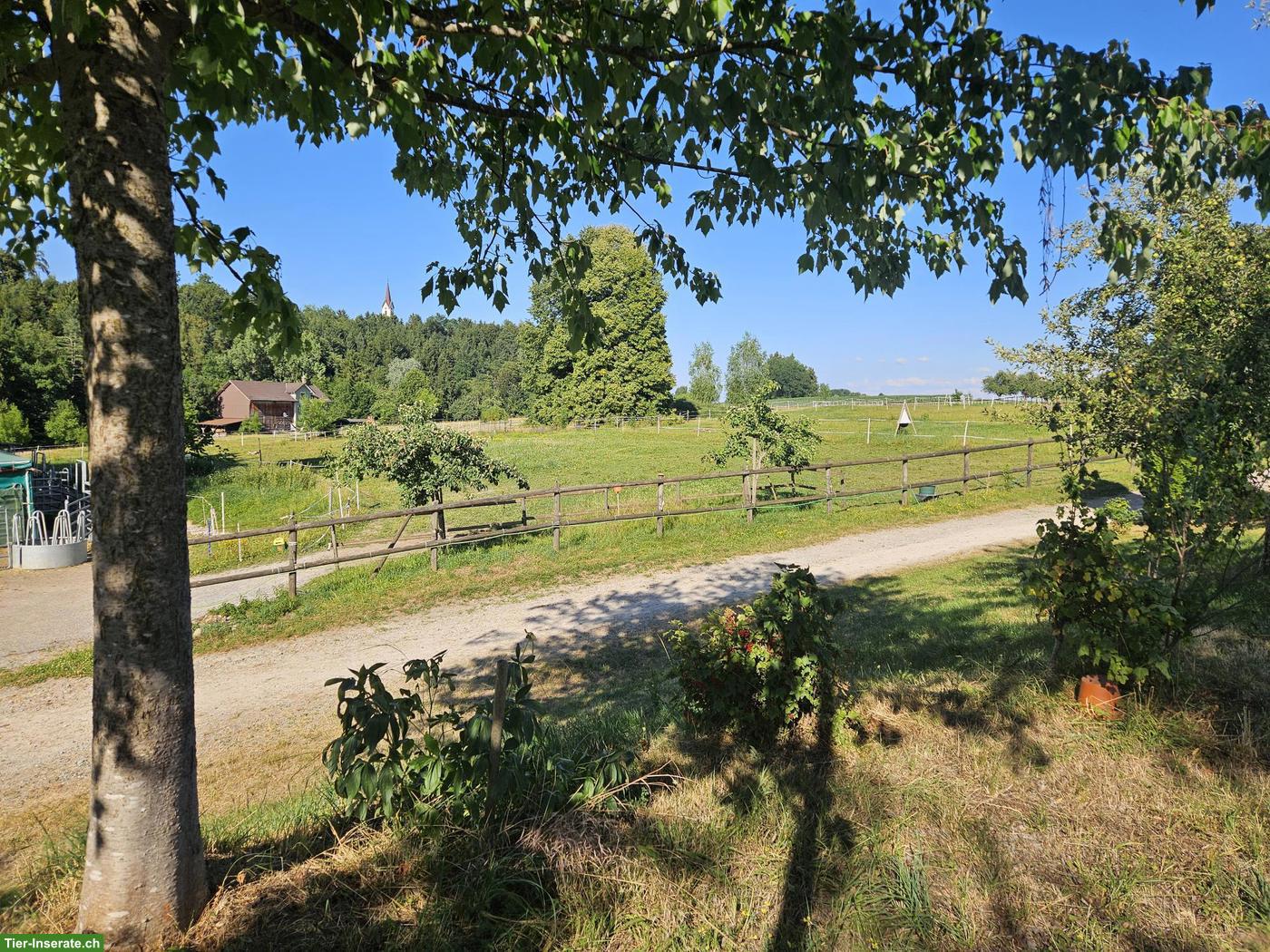 Bild 5: Neu! Auslaufboxen zu vermieten in St. Pelagiberg TG