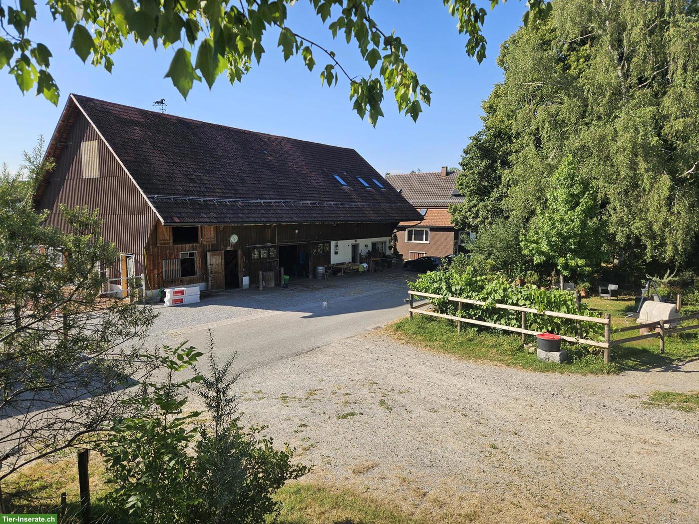 Bild 6: Neu! Auslaufboxen zu vermieten in St. Pelagiberg TG