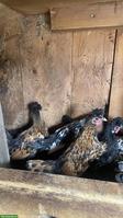 Appenzeller Spitzhauben Hähne, Appenzeller Barthuhn