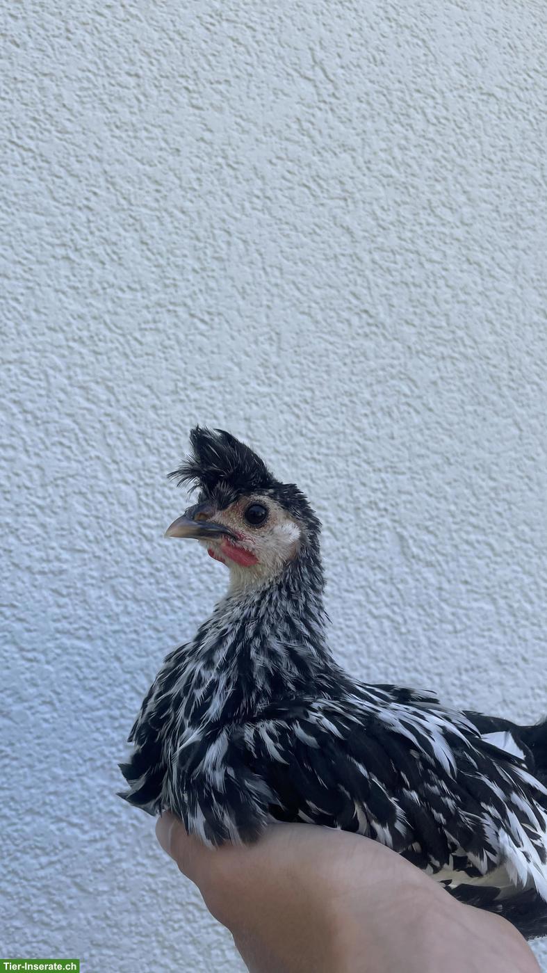 Bild 2: Appenzeller Spitzhauben Hähne, Appenzeller Barthuhn