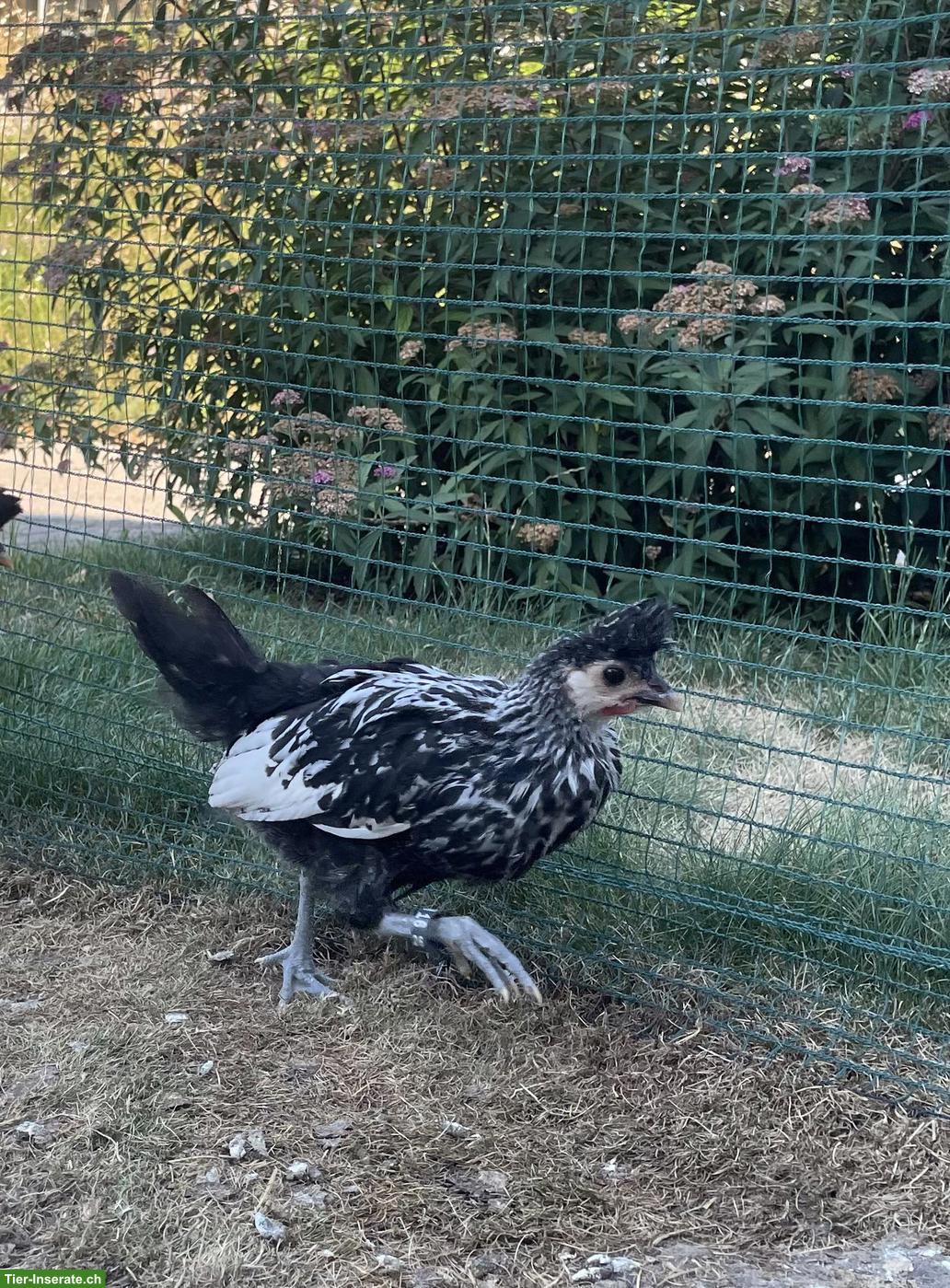 Bild 3: Appenzeller Spitzhauben Hähne, Appenzeller Barthuhn