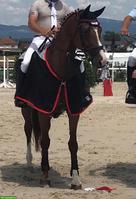 Schweizer Warmblut, tolle Fuchsstute sucht 5-Sterne-Platz