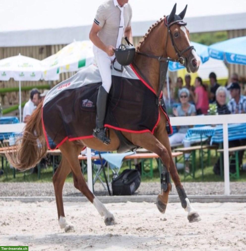 Bild 2: Schweizer Warmblut, tolle Fuchsstute sucht 5-Sterne-Platz