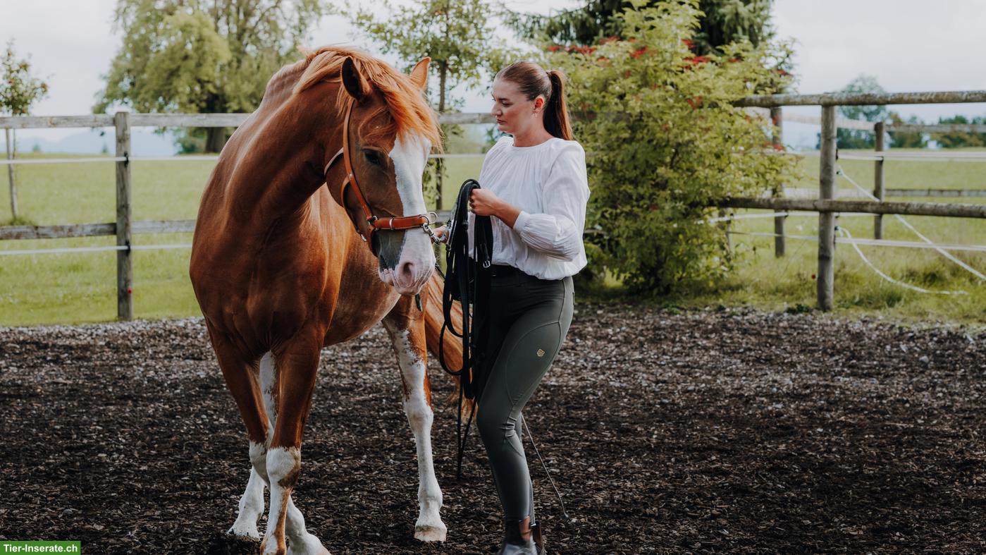 Reitunterricht in AG, LU, ZG & ZH 🧡